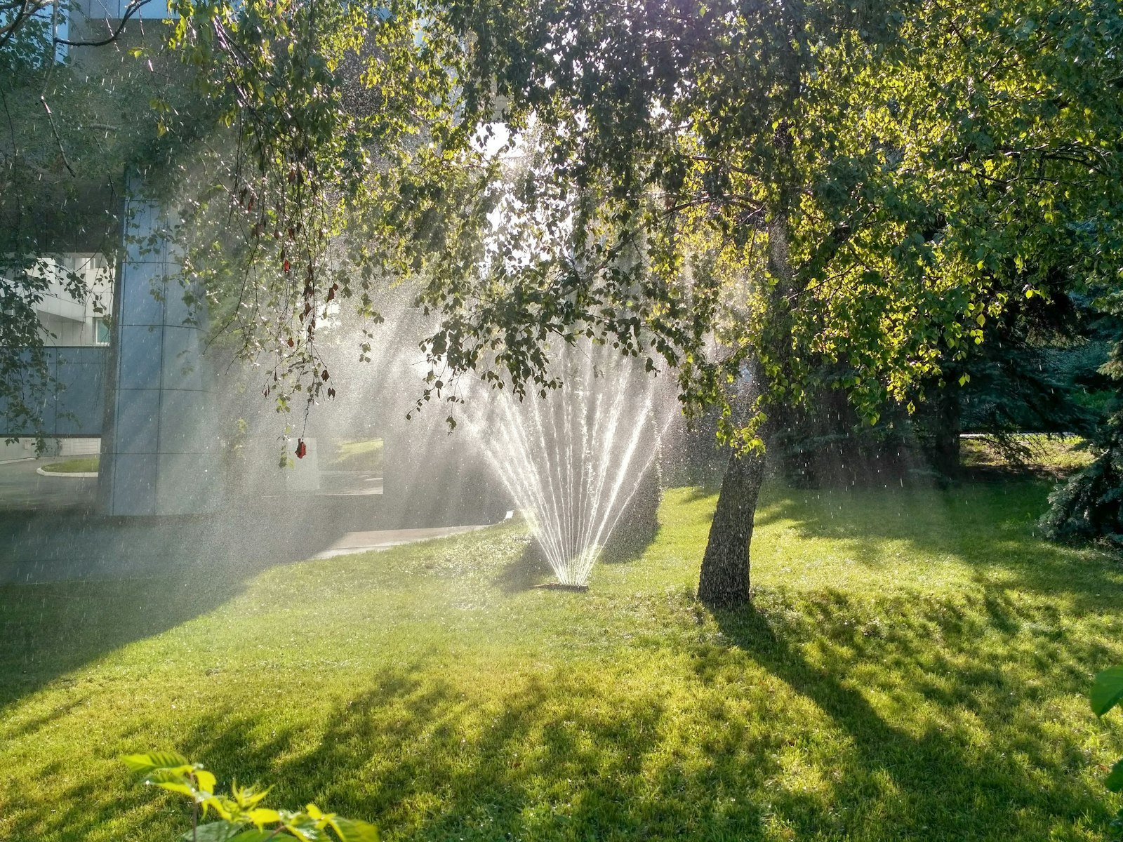 Sprinkler watering a green lawn in sunlight